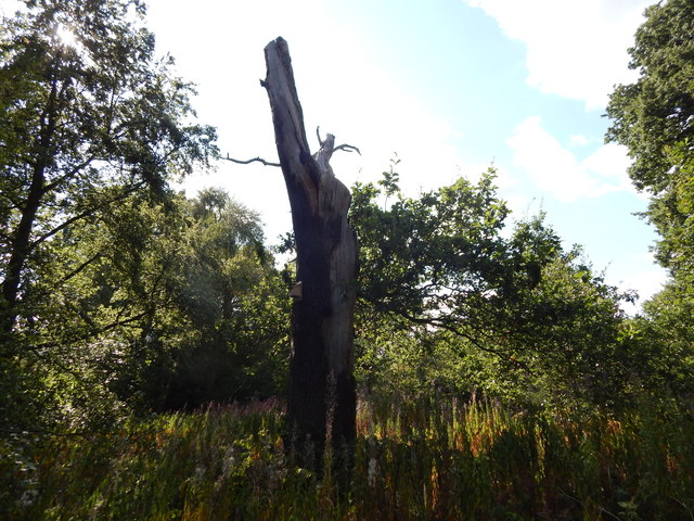 Dead Oak Tree