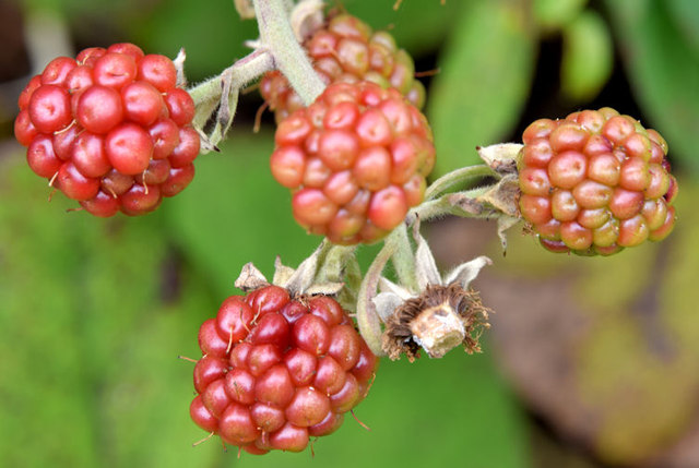 Blackberries, Helen's Bay - September 2014(2)
