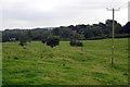 Power lines over the pasture