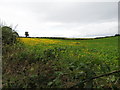 Invasive corn marigold in  a fodder crop