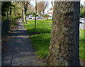 Footpath and tree along Groby Road