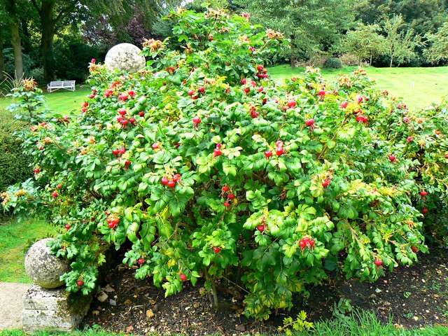Rosa rugosa bush, Chastleton House,... © Brian Robert Marshall ...