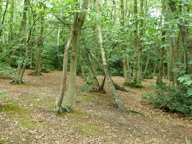Private woodland, Spring Park