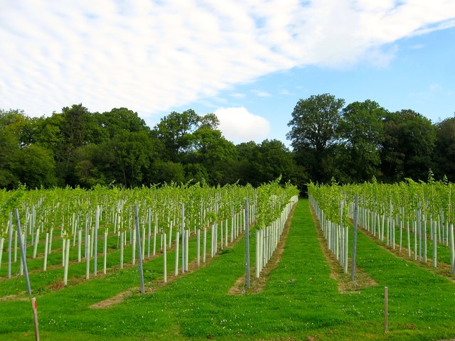 Barn Field