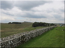 NY7968 : View East along Hadrians wall. by steven ruffles