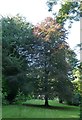 Copper Beech, Chambercombe Manor garden