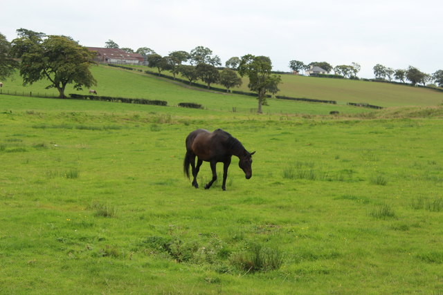 Horse at Brackenhill Farm