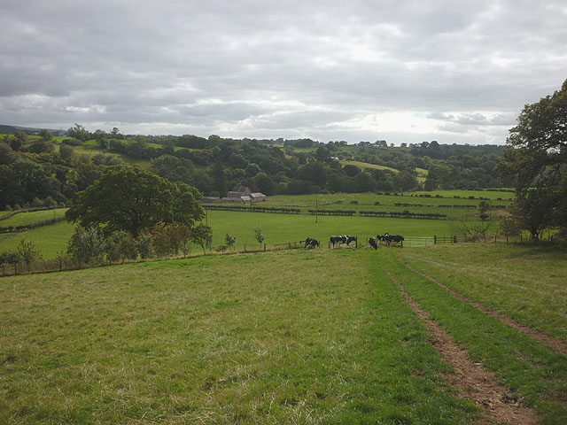 Cattle pasture above the Irthing at Wallholme
