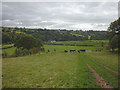 Cattle pasture above the Irthing at Wallholme