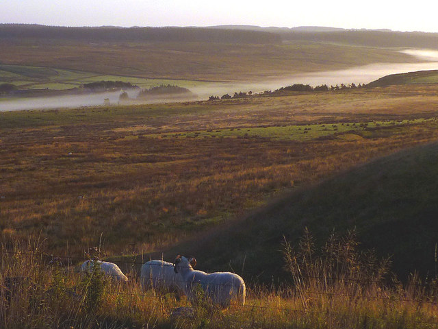 Sheep and early morning mist above the Caw Burn