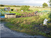 TL3180 : Allotments in Warboys, Cambridgeshire by Richard Humphrey