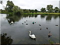 Swans and ducks on the River Great Ouse near Hartford church
