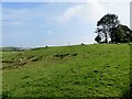 Sheep pasture off Hollowhead Lane