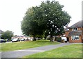 Avenue of trees on Stilwell Drive, Stanmore