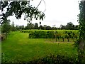 Vineyard, Shawsgate farm