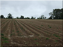 TA1368 : Potato crop ready for harvesting by JThomas