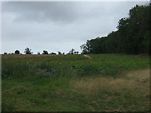 TA1368 : Farmland beside Cottage Pasture Wood by JThomas