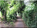 Peel Street Hedges