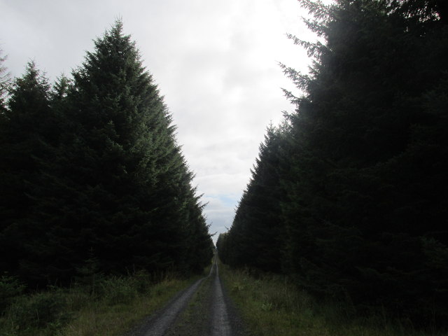 Track through Wark forest.