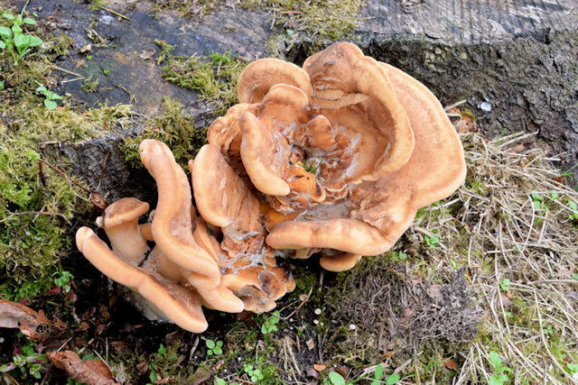 Fungi, Belfast - September 2014(1)
