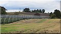 Polytunnel frames, Ross