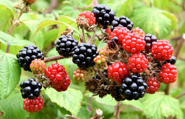 Connswater blackberries, Belfast (September 2014)