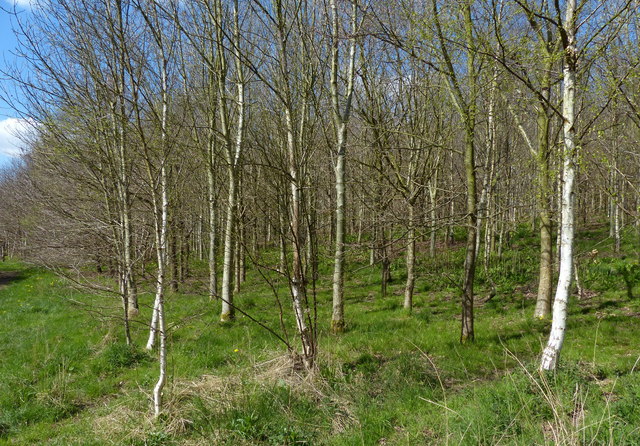 Pear Tree Wood in the Ratby Burroughs