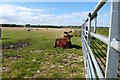 NU2029 : Cattle near East Fleetham by DS Pugh
