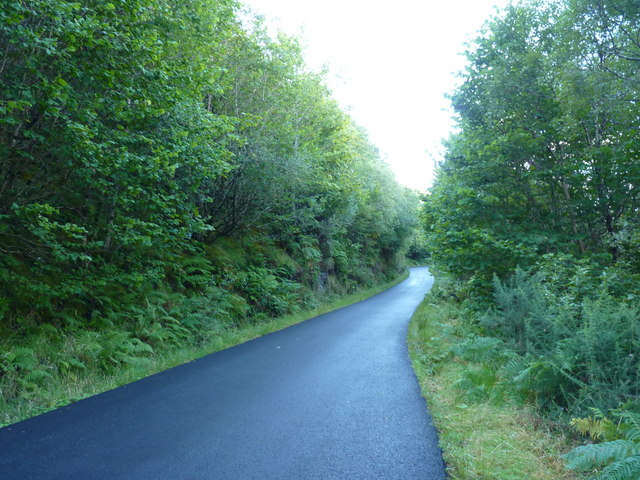 Leafy road