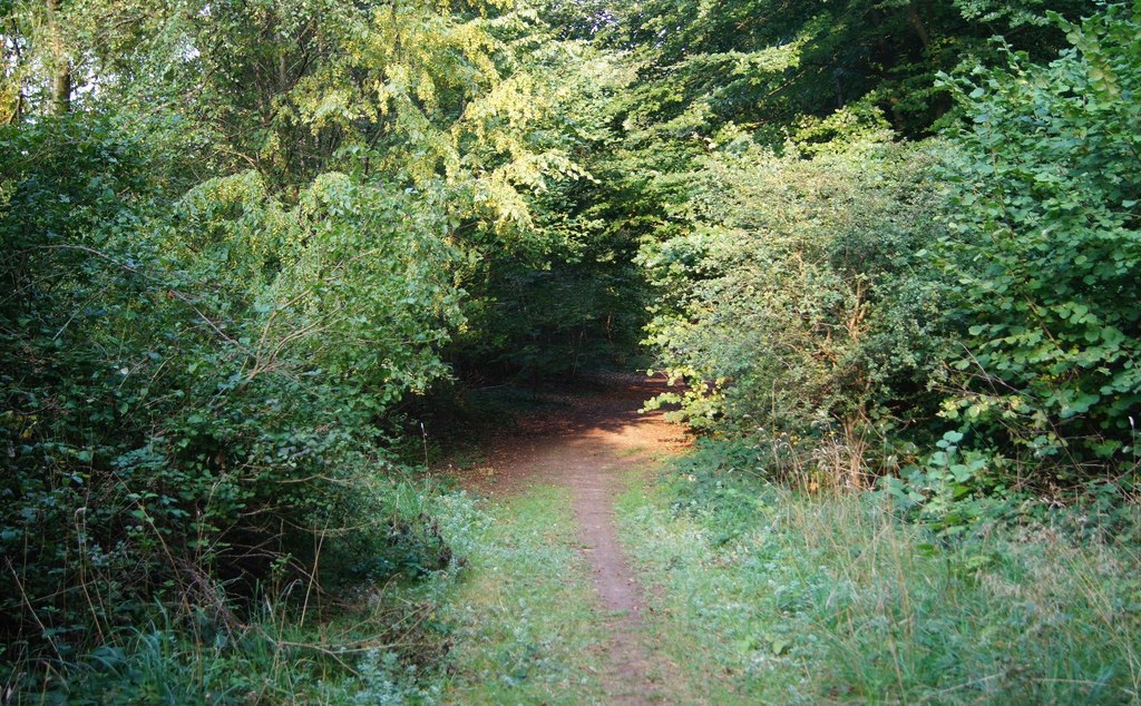 The 'Yellow Trail' - Blackwood Forest © Mr Ignavy cc-by-sa/2.0 ...