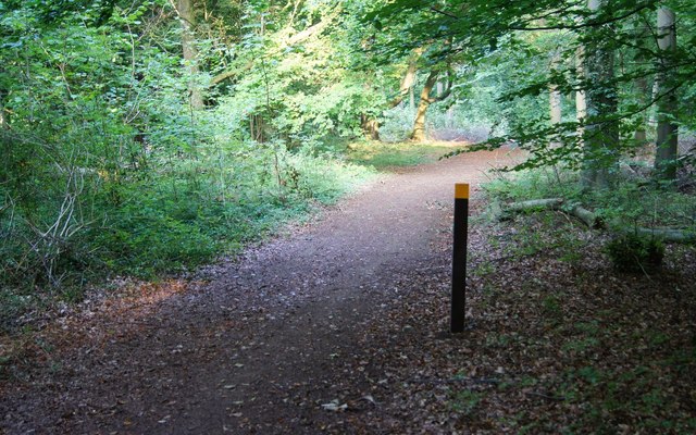 The 'Yellow Trail' - Blackwood Forest