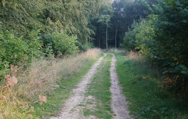 Track in Blackwood Forest