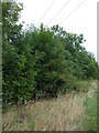 Trees beside the A46