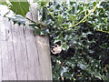 Garden Spiders mating