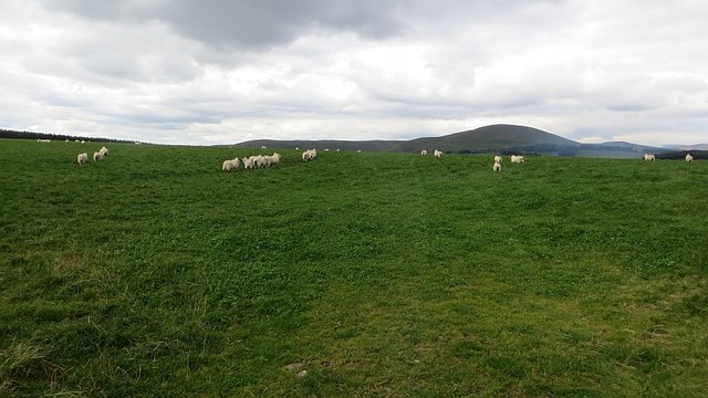 Sheep off Bogsbank Road