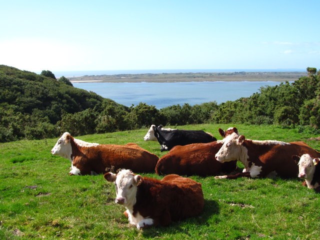 Coastline cattle