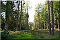 View through woods at Hamptworth