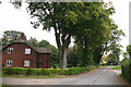 Scampton: High Street and an old beech tree