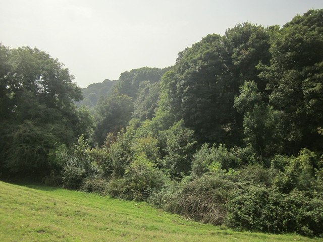 Woodland near Strete