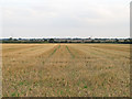 Harvested field near Lower Farm,Tolleshunt Knights