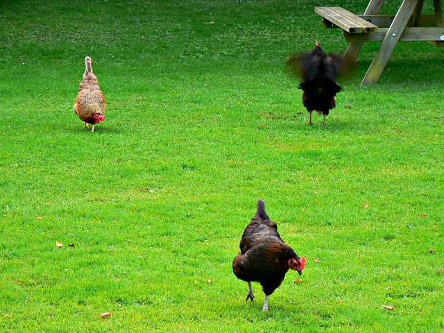 Three chickens, Newark Park, Ozleworth, Gloucestershire