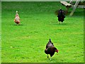 ST7893 : Three chickens, Newark Park, Ozleworth, Gloucestershire by Brian Robert Marshall