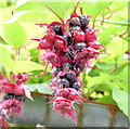 J4180 : Himalayan honeysuckle berries, Cultra (September 2014) by Albert Bridge