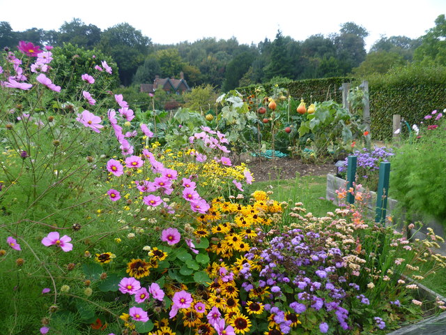 Flowers and vegetables in the walled garden at Chartwell