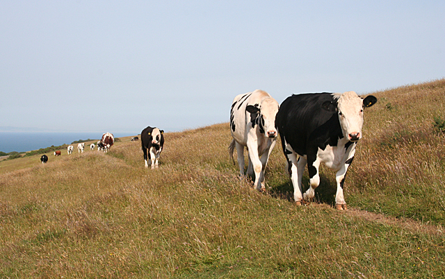 Cattle on Ballard Down