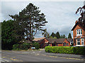 Austrian Pine at the top of Holioake Drive, Myton, Warwick