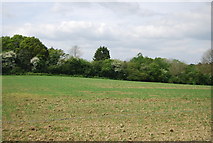 TQ1924 : Farmland by Park Lane by N Chadwick