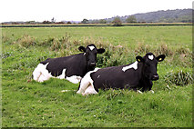ST4371 : Comfy cows by Anthony O'Neil
