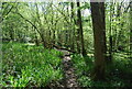 Bridleway, Birches Wood