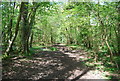 Bridleway, Birches Wood